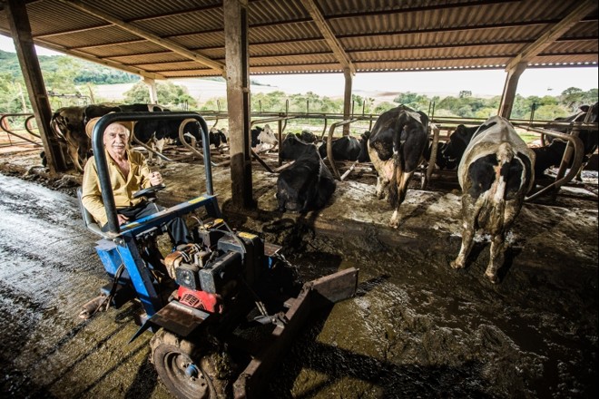 Progresso econômico com o leite. David comprou uma máquina para limpar o estábulo, serviço manual anteriormente |