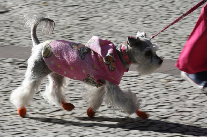 Até o cãozinho teve de se agasalhar para enfrentar o frio | Aniele Nascimento/Gazeta do Povo