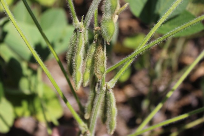 Condição das lavouras está alinhada com relatórios de previsão da safra, que sinalizam produção acima de 100 milhões de toneladas nos Estados Unidos. Crédito: Igor Castanho - Gazeta do Povo | 