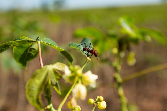Formiga cortadeira em pé de mandioca | 