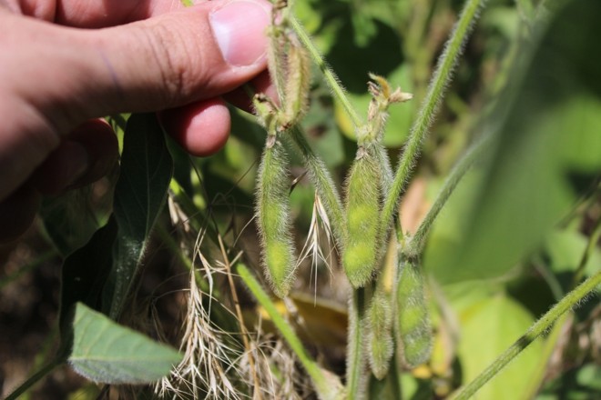 Chuvas bem distribuidas e temperaturas amenas favoreceram formação de grãos de soja. Crédito: Igor Castanho - Gazeta do Povo | 