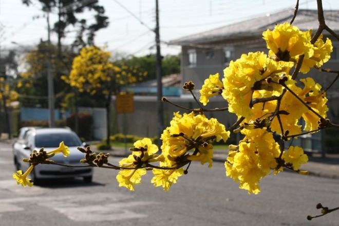 Ipês-amarelos florescem em Curitiba | 