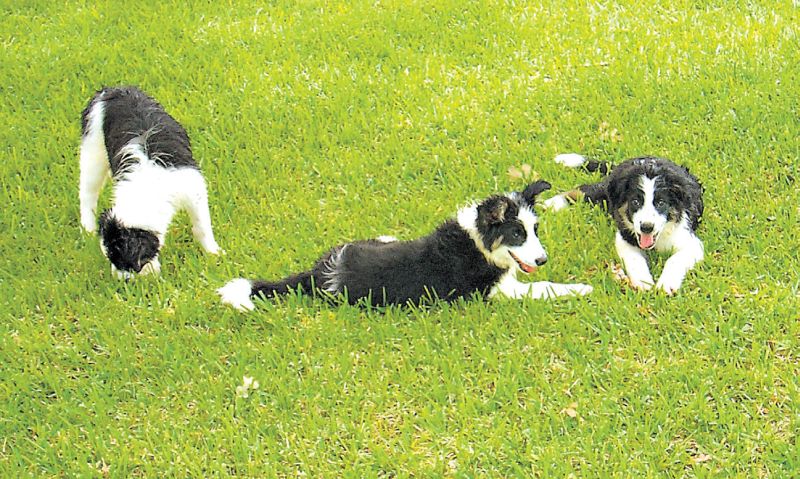 O comportamento desses Border Collies levou a pesquisas para verificar se cachorros podem sentir ciúme | Steve Harris