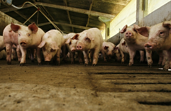 Embarques sobem no estado, mas caem em âmbito nacional | Josua© Teixeira/gazeta Do Povo