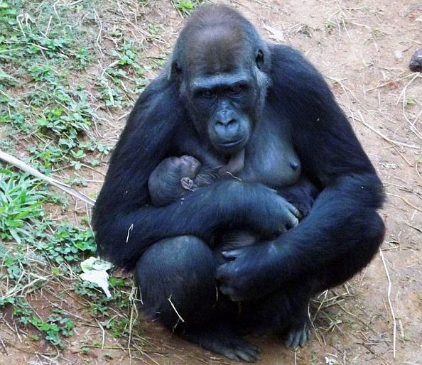 A gorila Lou Lou e seu filhote | Suziane Fonseca / Prefeitura de Belo Horizonte