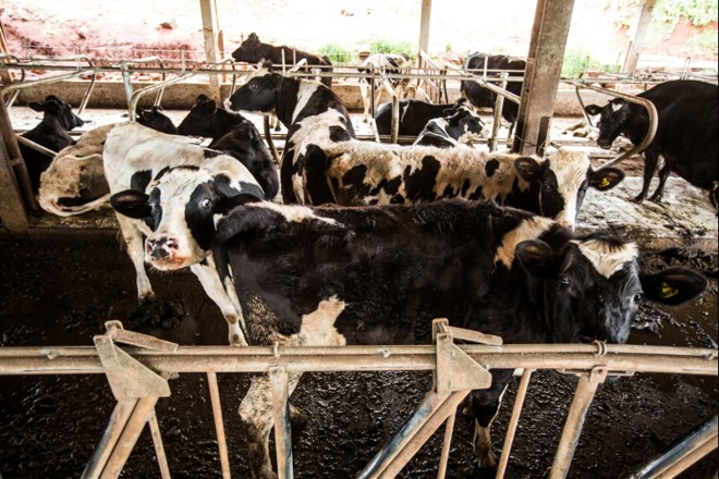 Vacas leiteiras em confinamento na cidade de Mangueirinha |