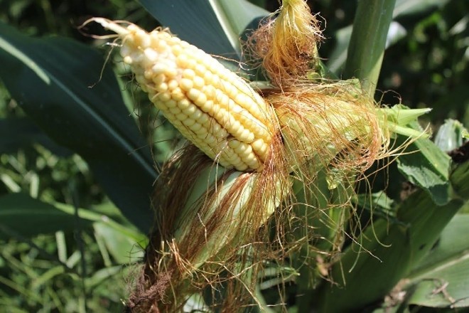 Milho promete 11,5 mil kg/ha mesmo onde o clima não foi perfeito |