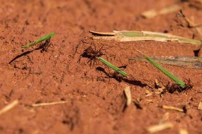 Formiga cortadeira, dor de cabeça para criadores de gado e produtores de mandioca no Noroeste | 