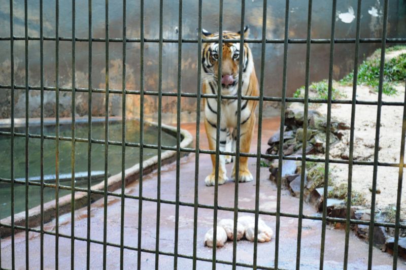 Após o acidente com o garoto, tigre Hu voltou a ser uma das atrações principais do zoológico de Cascavel | Luiz Carlos da Cruz