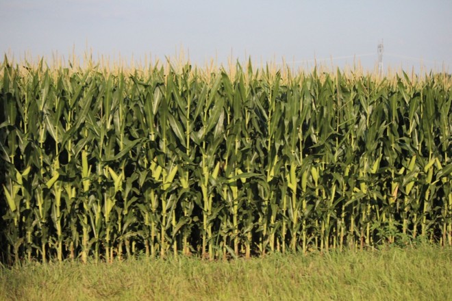 Lavouras evoluíram bem e não apresentam sinal de estresse hídrico. Crédito Igor Castanho - Gazeta do Povo | 