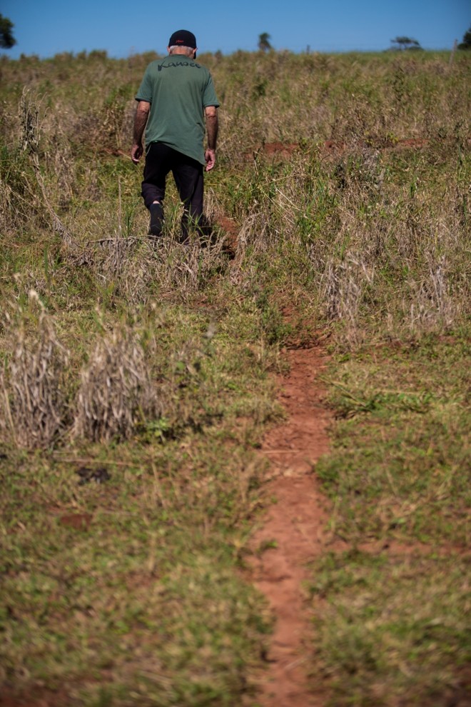 O caminho utilizado pelas formigas cortadeiras entre o ninho e a plantação de mandioca de Odilon | 