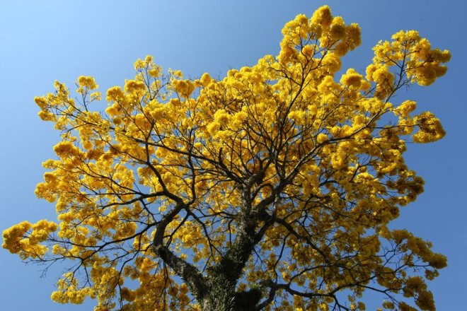 Ipês-amarelos florescem em Curitiba | 