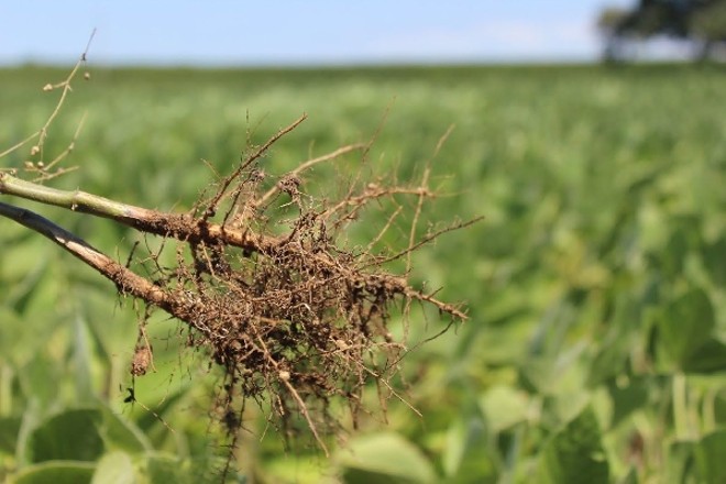 Chuvas na dose certa garantiram boa formação de raízes |