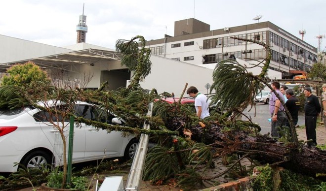 Árvore atingiu dois veículos e a rede elétrica |