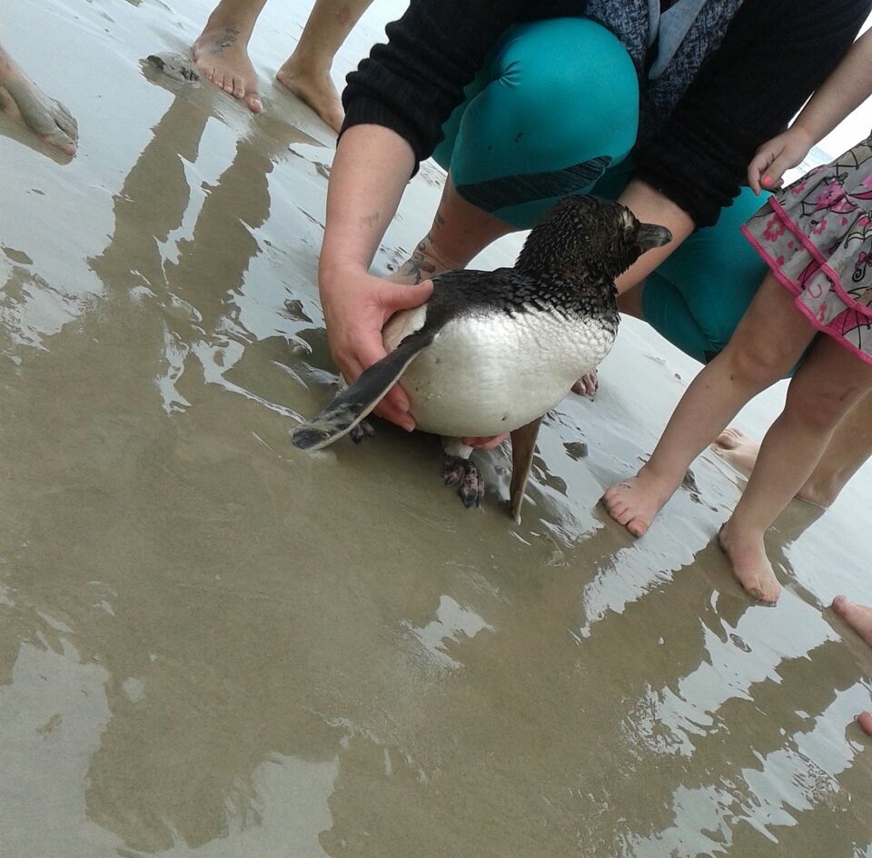Animal foi levado por populares ao Centro de Estudos do Mar | Taymara Benke/Arquivo Pessoal