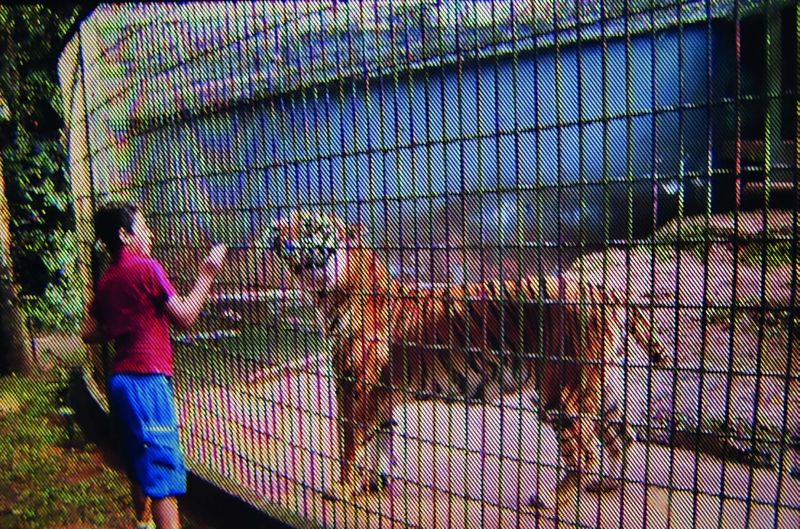 Acompanhado do pai, Vrajamany brincou com leão e tigre no zoológico antes de ser atacado pelo felino | Reprodução