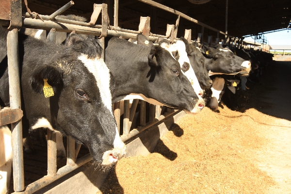Animais de ponta custam mais desde a gestação, mas oferecerem renda maior na ordenha e também na geração de bezerras | Fotos: Ivonaldo Alexandre/gazeta Do Povo