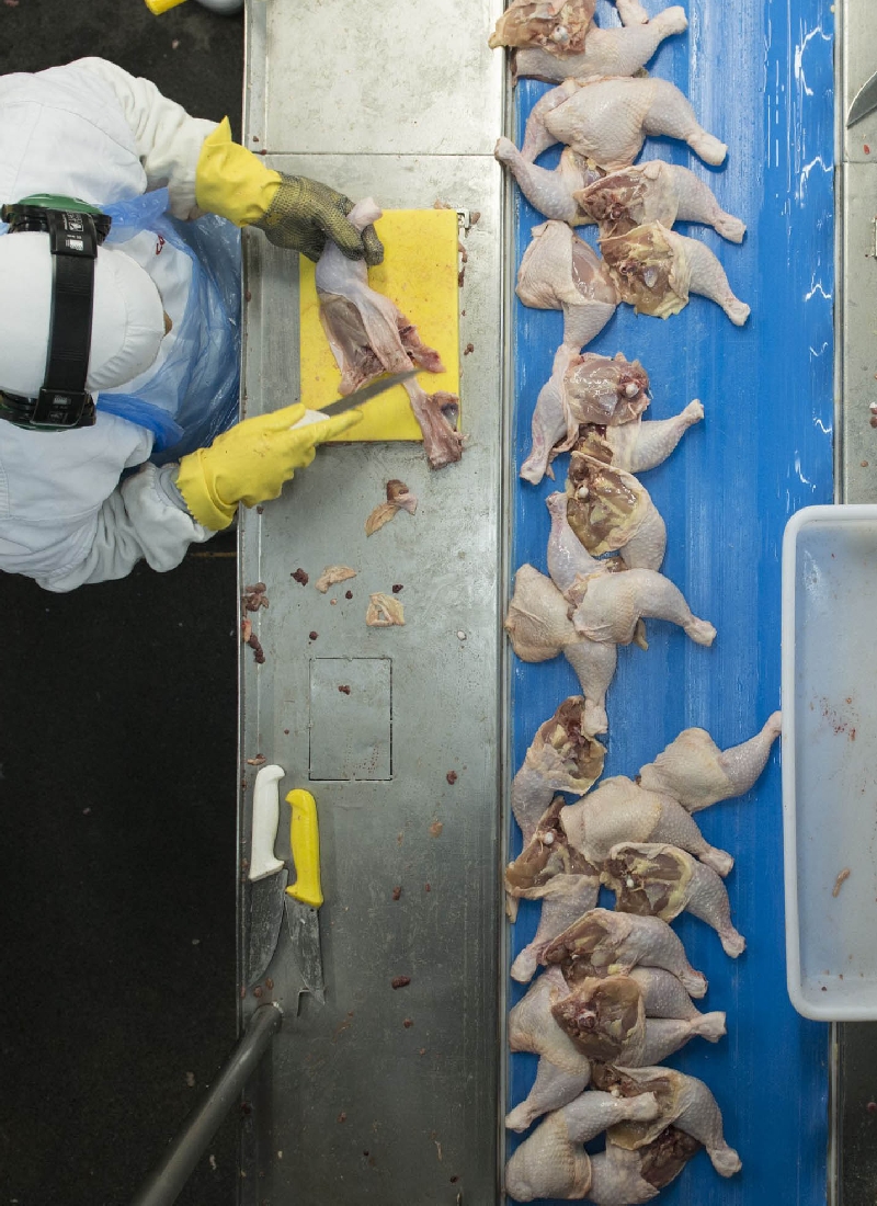 Exportação de frango para a Rússia pode render US$ 200 milhões por ano ao estado | Henry Milleo/ Gazeta do Povo