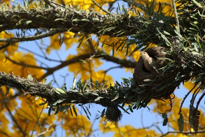 Ipês-amarelos florescem em Curitiba | 