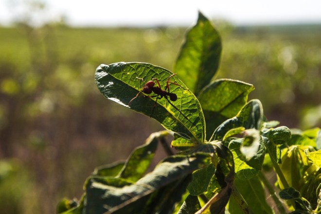 Diversos agricultores usam agrotóxico proibido para combater a formiga cortadeira porque consideram as iscas, com princípio ativo menos tóxico, pouco eficiente | 