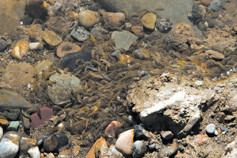 Budistas são estimulados a demonstrar reverência por todos os seres sensíveis, incluindo camarões | Gilles Sabrie PARA The New York Times