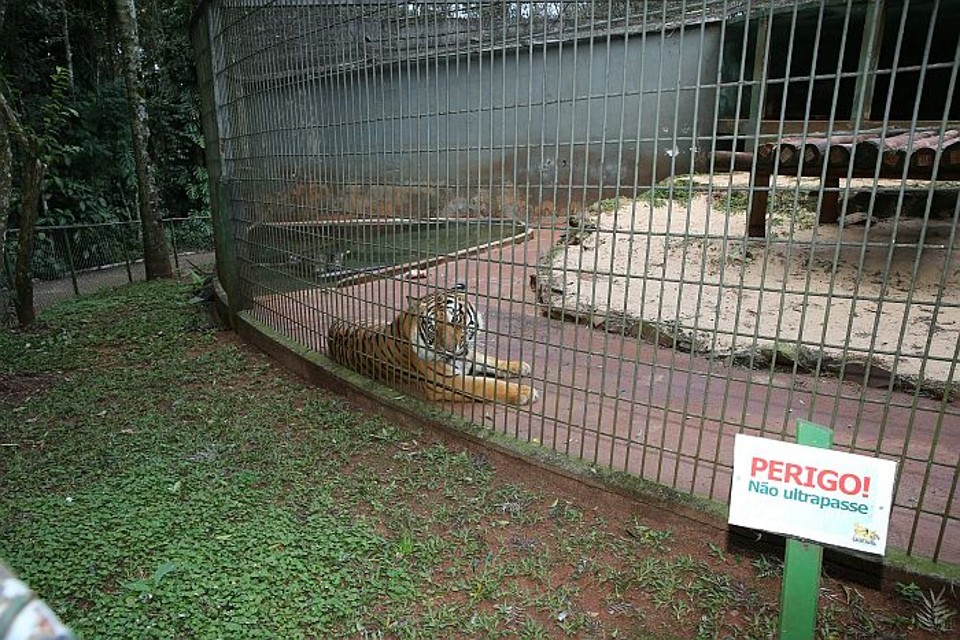 O tigre Hu vai poder ser visto no recinto do zoológico de Cascavel a partir desta terça (5) | Luiz Carlos Cadini / Secom