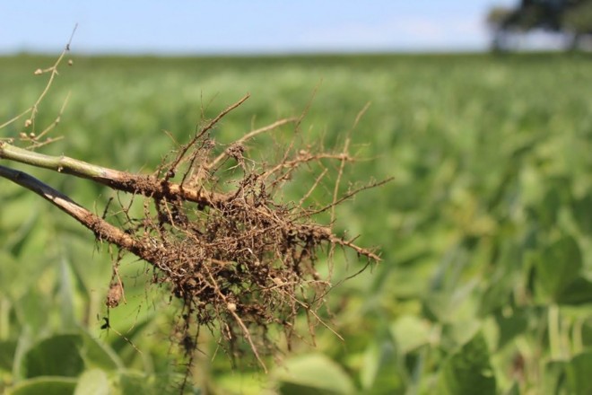 Chuvas na dose certa garantiram boa formação de raízes das plantas de soja. | 