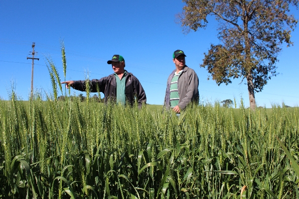 Depois de dois invernos só no milho, os produtores Reinaldo e Rogério Bonotto (pai e filho, da esquerda para a direita) voltaram a dedicar 215 hectares à triticultura em Nova Cantu, mas têm renda incerta | Ruderson Ricardo/gazeta Do Povo