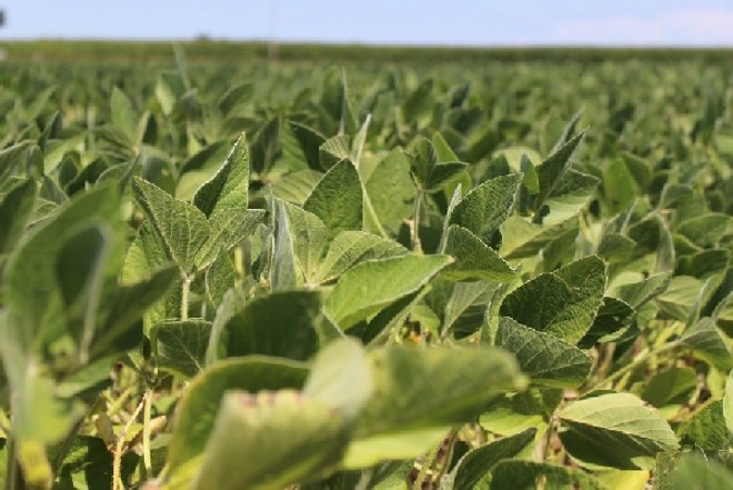 Soja de Indiana, no cinturão de produção de grãos (Corn Belt), está a um mês da colheita |