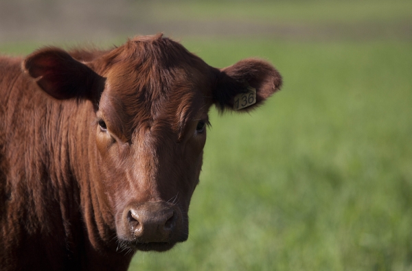 | Jonathan Campos/ Gazeta Do Povo