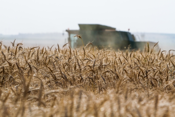 Colheita chega a 10% no Oeste do Paraná. Produção está indo para armazéns | Fa¡bio Conterno/ Gazeta Do Povo