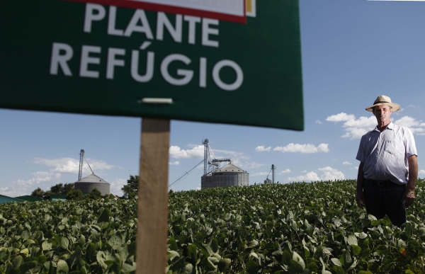 Indústria faz campanha nas próprias lavouras para preservar soja Bt | Jonathan Campos/gazeta Do Povo
