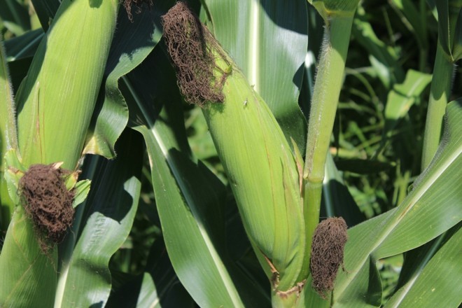 Espigas de milho também apresentam boa formação, e se aproximam da fase de colheita. Crédito Igor Castanho - Gazeta do Povo | 