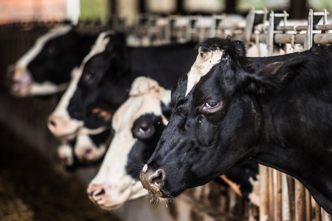 Vacas leiteiras em confinamento na cidade de Mangueirinha |