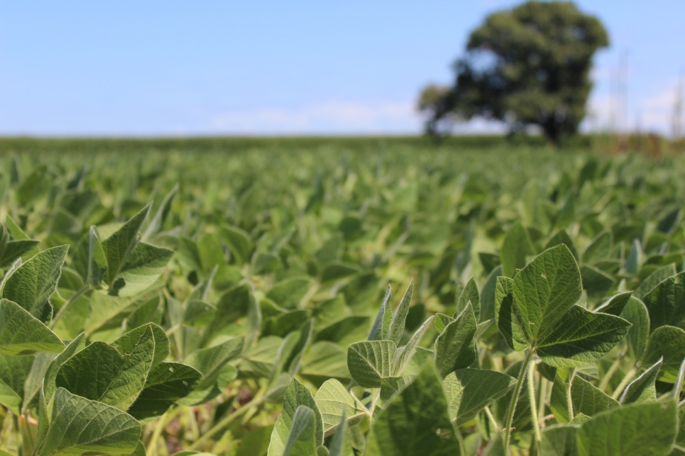 Lentidão na comercialização da safra 2014/15 está atrelada ao efeito de queda bruscas nas cotações, resultado da excelente safra nos EUA. | Igor Castanho / Gazeta Do Povo