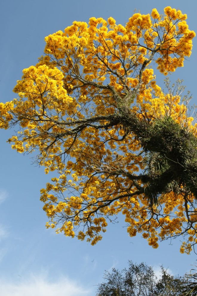 Ipês-amarelos florescem em Curitiba | 