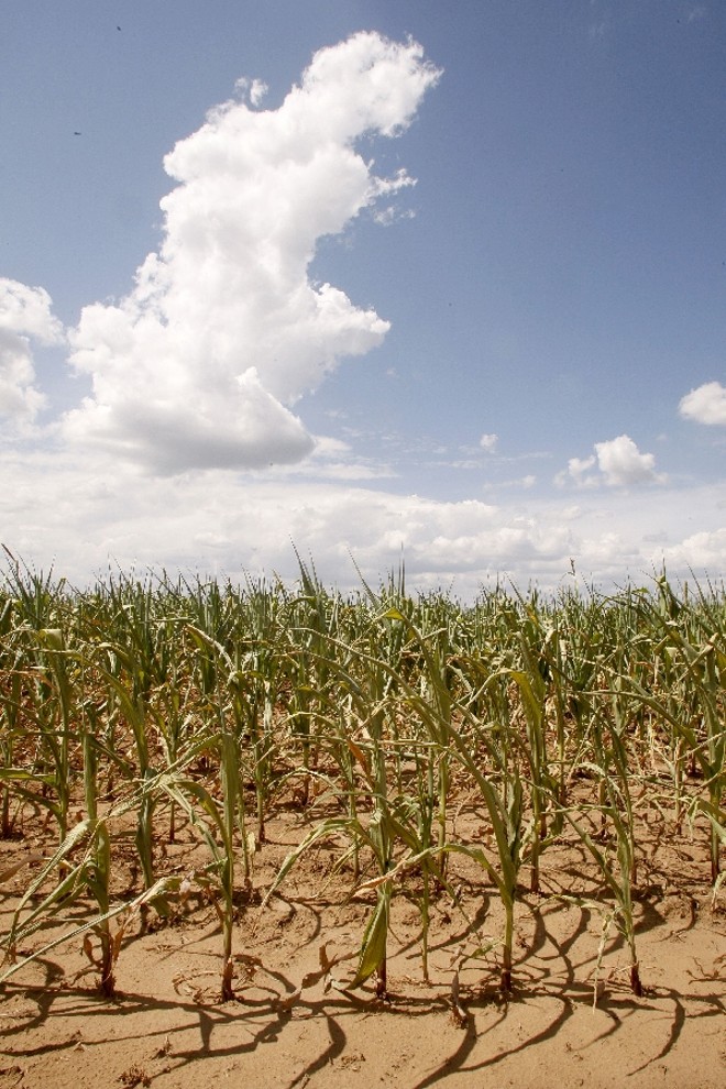 Milho condenado à inanição no Oeste da Bahia em ano de seca. Seguro restrito aos custos | 
