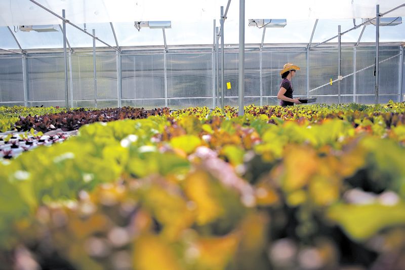 Agricultura orgânica elimina o uso de fertilizantes químicos. Estufa hidropônica em Connecticut | Christopher Capozziello para The New York Times