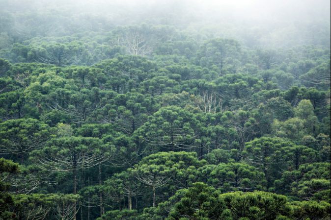 Conclusões de pesquisadores resultaram numa espécie de manual que descreve cultivo e manejo | Brunno Covello/gazeta Do Povo