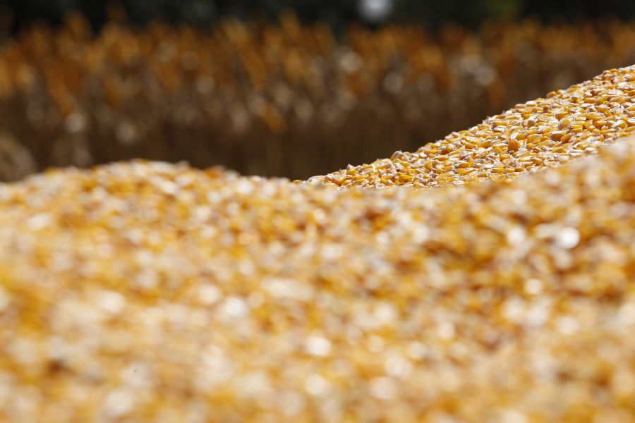 Cereal estocada em Mato Grosso e no Paraná poderá ser vendido com garantia de preço mínimo. | Foto: Jonathan Campos/gazeta Do Povo