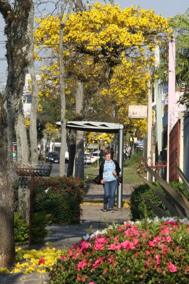 Ipês-amarelos florescem em Curitiba | 