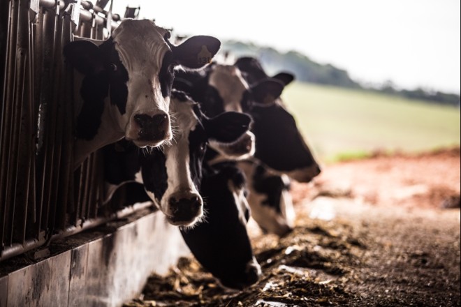 Vacas leiteiras em confinamento na cidade de Mangueirinha |