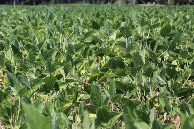 Solo apresenta bom nível de umidade, e plantas de soja já fecham carreiras. Crédito Igor Castanho - Gazeta do Povo | 