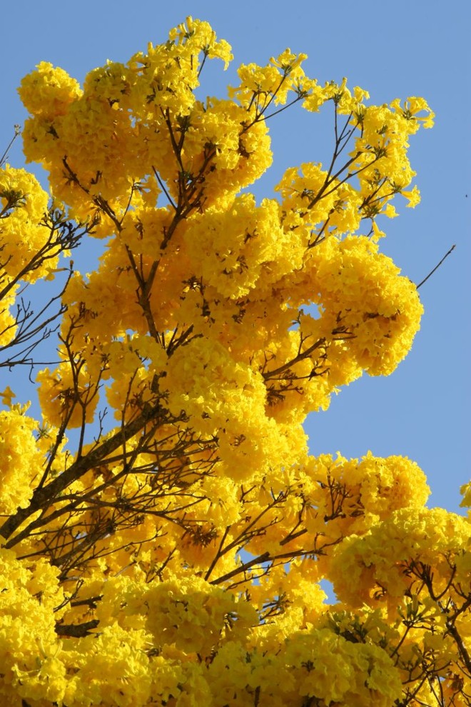Ipês-amarelos florescem em Curitiba | 