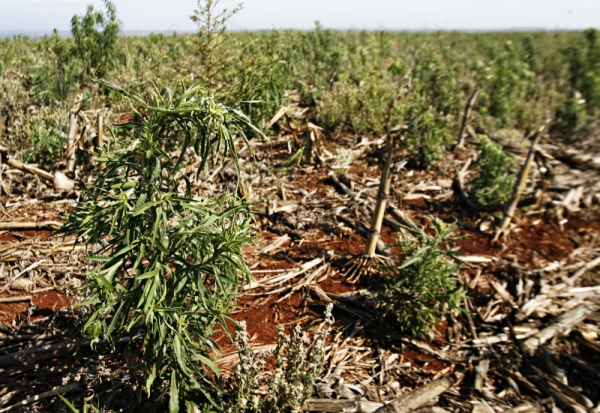 Buva é a principal ameaça no Brasil e afeta Sul e Centro-Oeste | Josua© Teixeira/gazeta Doapovo