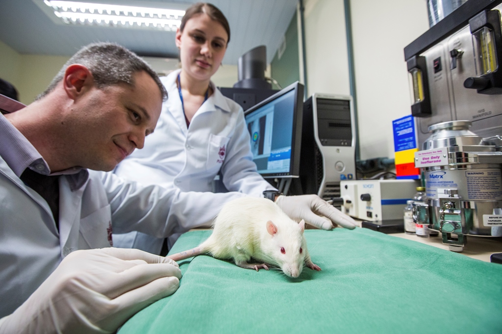 Pesquisa envolveu UFPR e PUCPR e usou 63 ratinhos de laboratório. | Brunno Covello / Gazeta do Povo