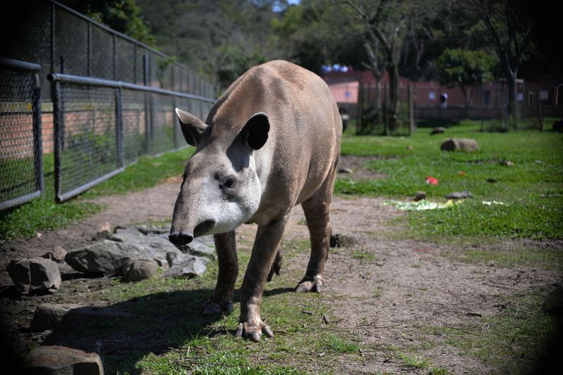 Entre os bichos recém-chegados ao zoo está uma anta macho | Gabriel Rosa/ SMCS