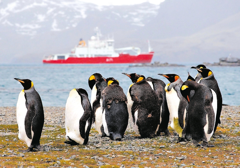 Retardadores de chamas foram encontrados em pinguins na Antártida | Whybrow/Royal Navy Crown, via EPA