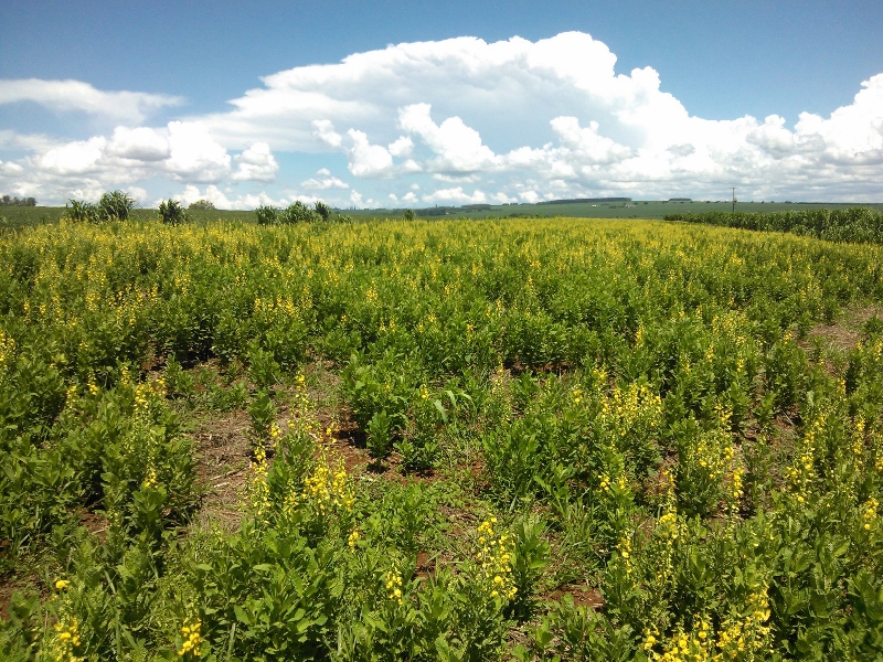 Stevia Soul fabrica adoçante à base da planta estévia | Divulgação