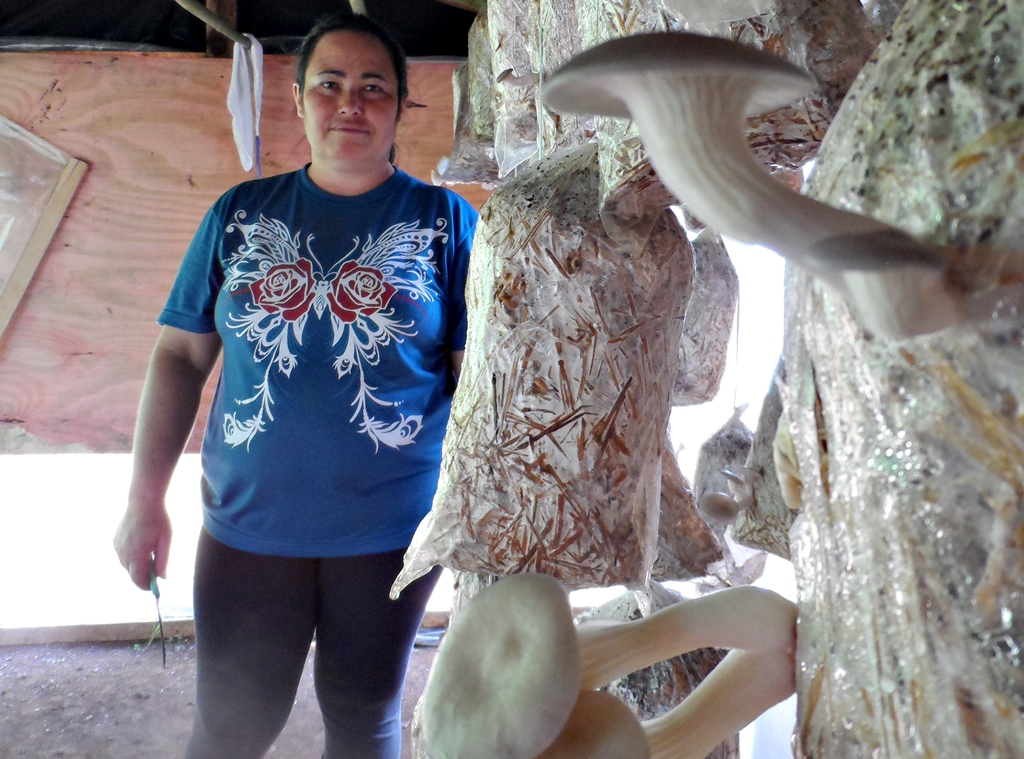 Laudemira Maria Krauczuk mostra os pacotes de onde nascem os cogumelos. | Morgani Guzzo / Gazeta do Povo